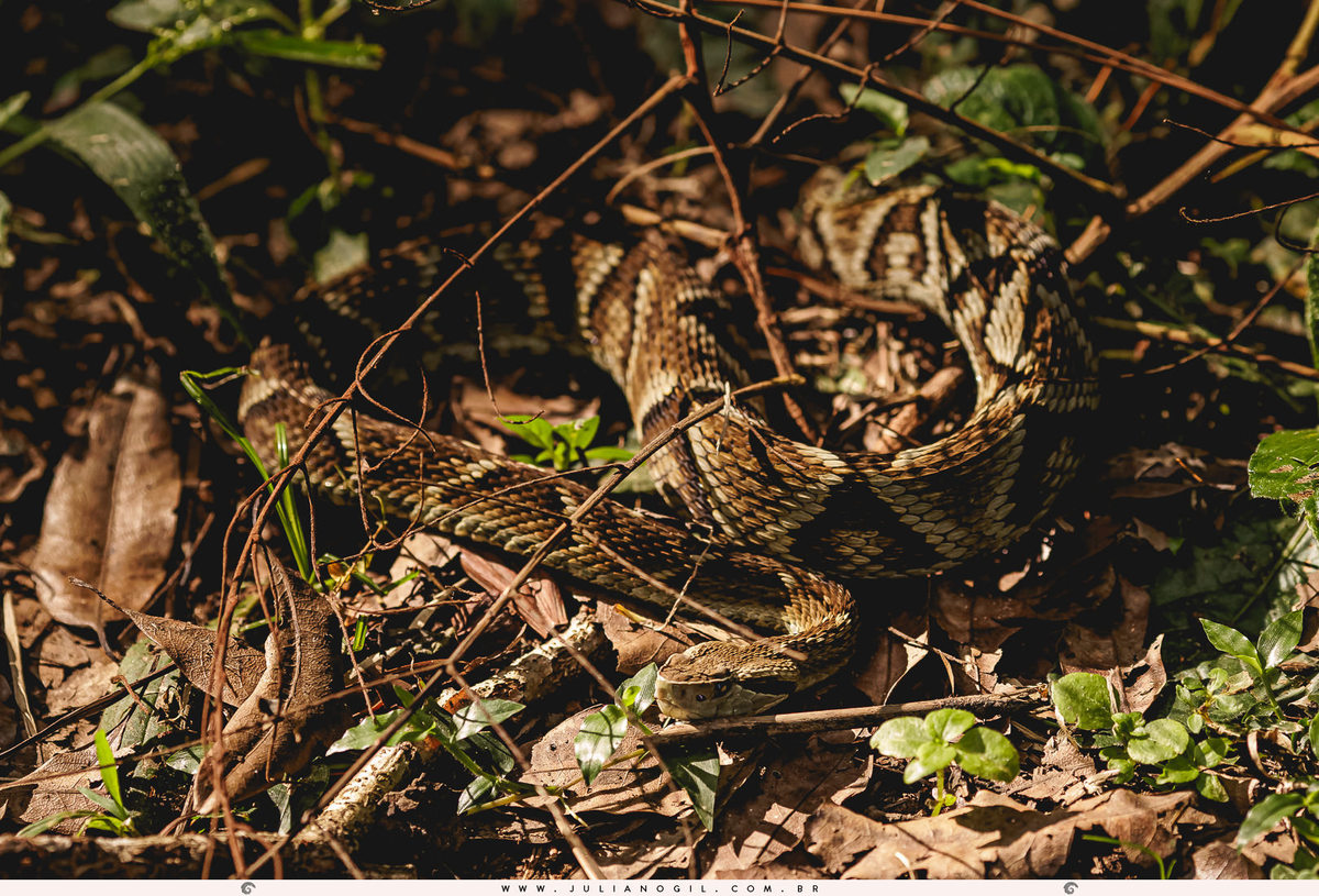 cascavel no meio das folhas