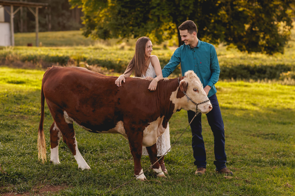 casal está se olhando com uma vaca em frente a eles no campo