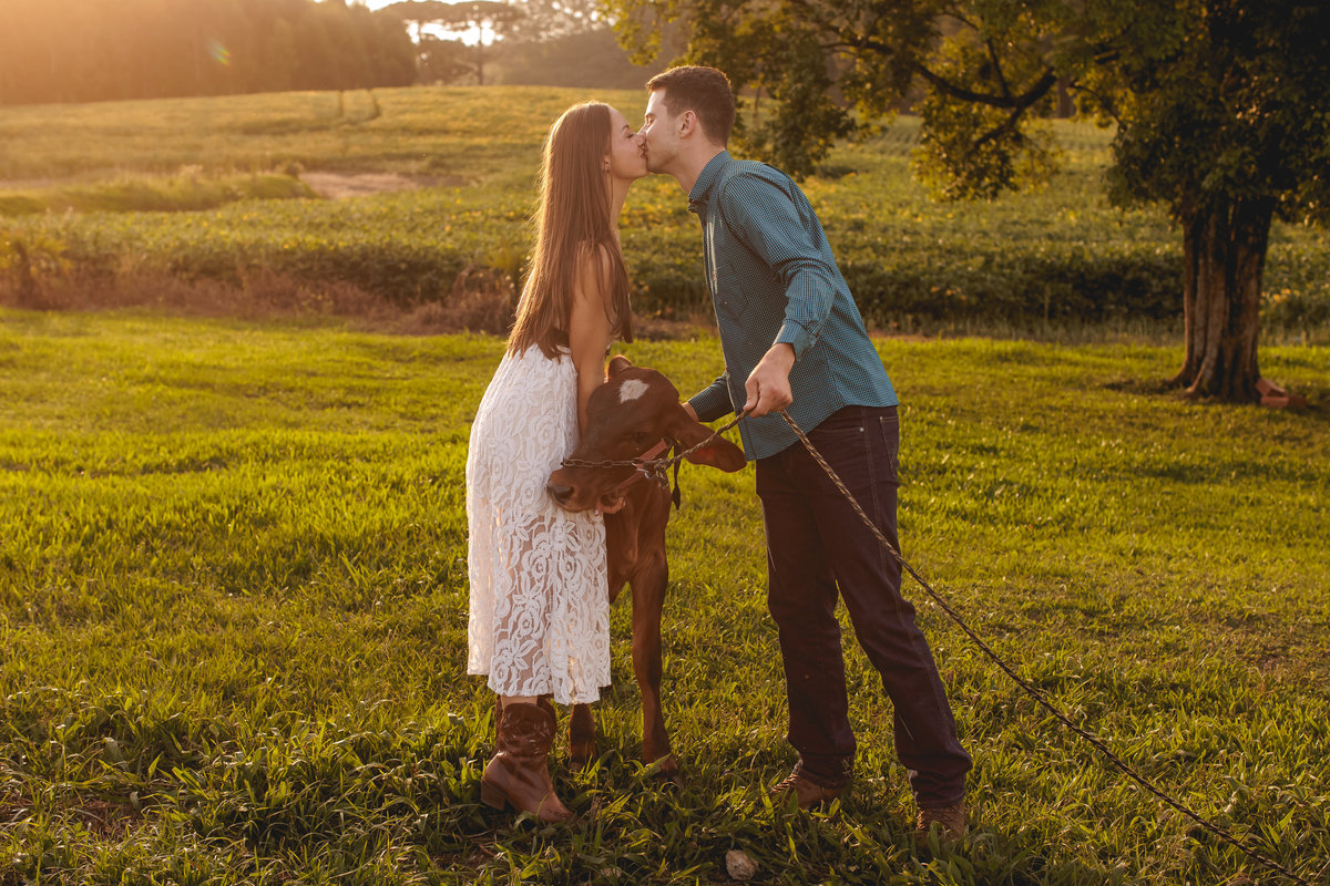noivos se beijando e uma vaca entre eles