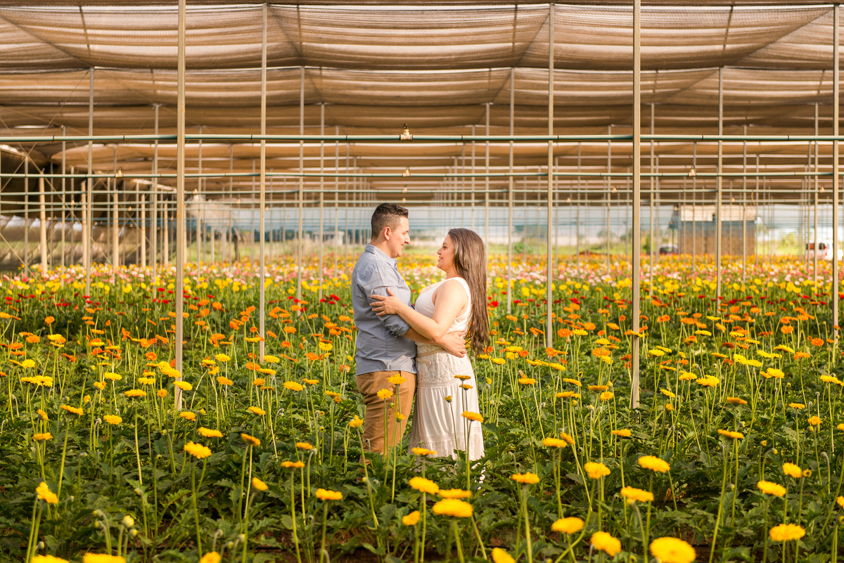 Campos de flores em Holambra SP, fotografia de casamento, fotógrafo Alberto Martinez
