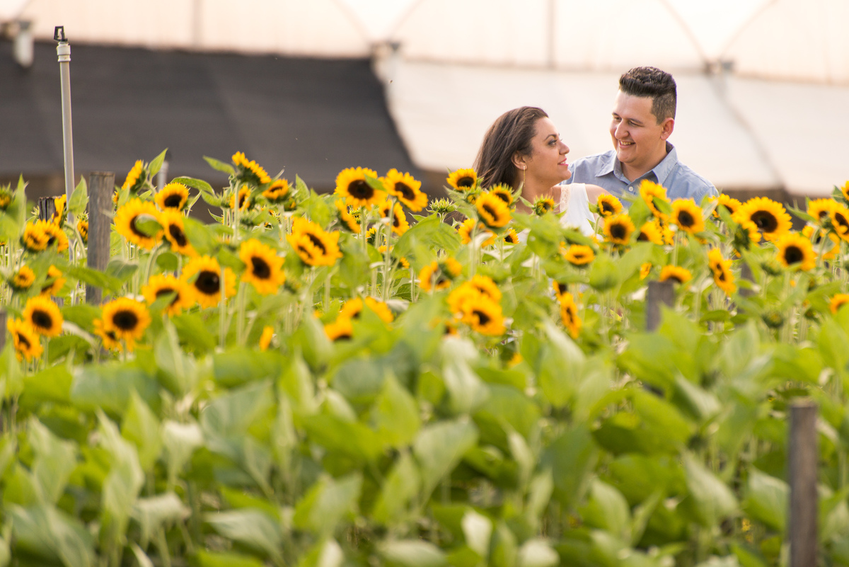 Campos de flores em Holambra SP, fotografia de casamento, fotógrafo Alberto Martinez