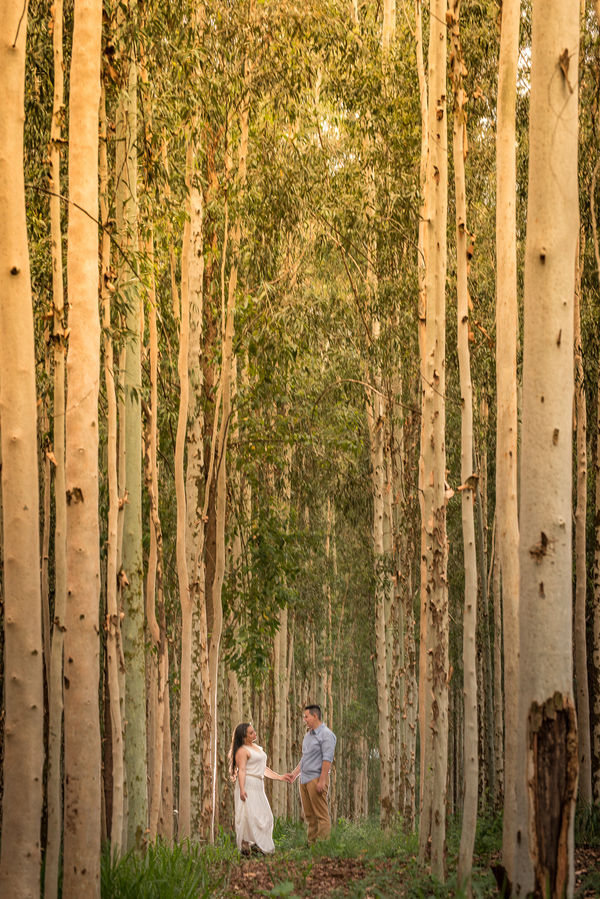 Campos de flores em Holambra SP, fotografia de casamento, fotógrafo Alberto Martinez
