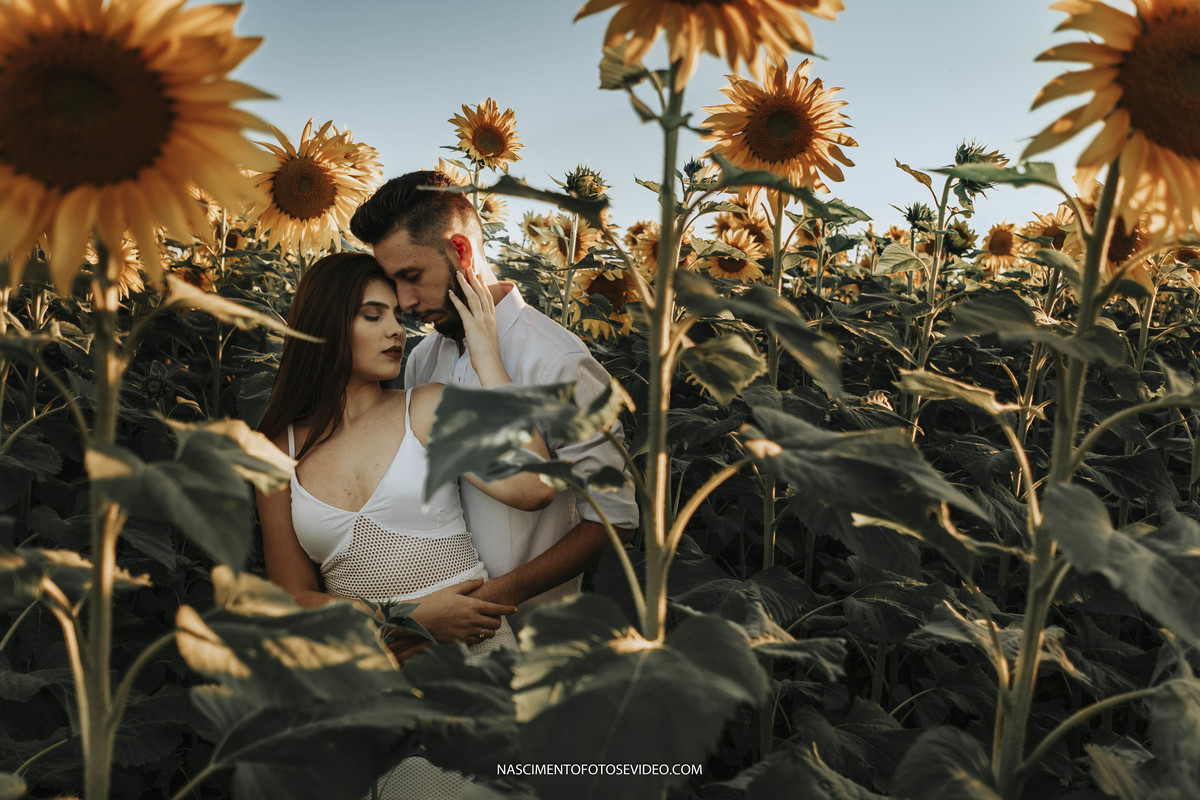 pré casamento girassois holambra