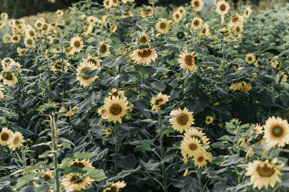 ensaio  casal holambra girassol