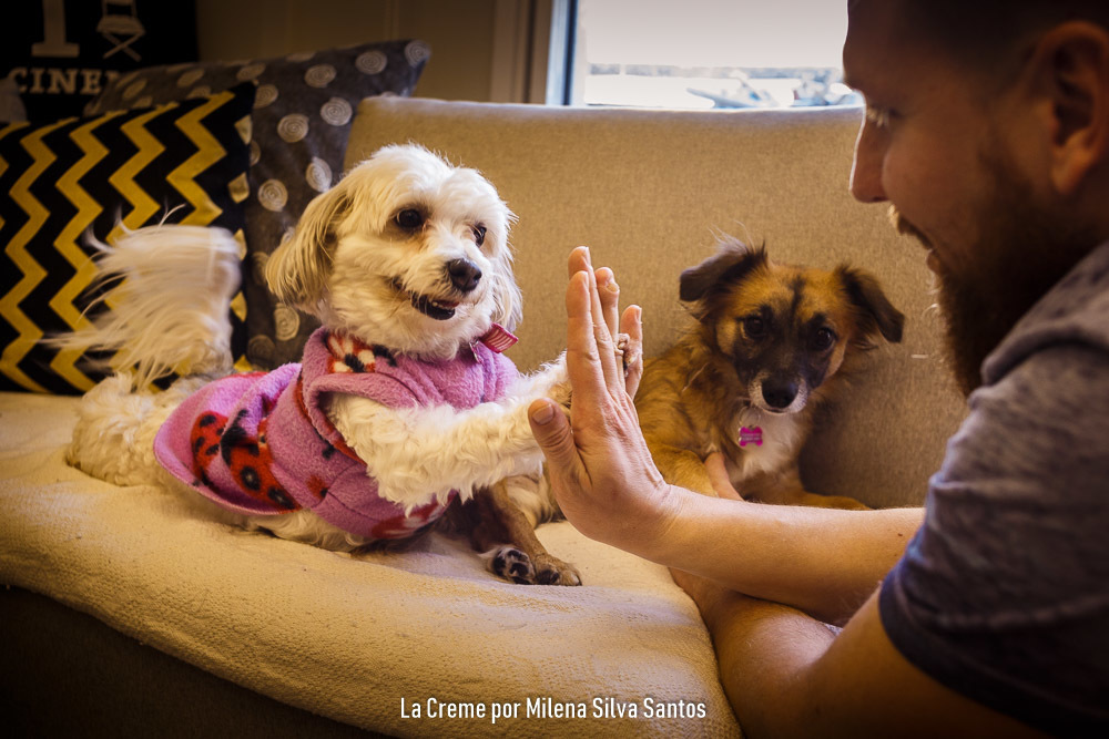 Lola e Pedrita. Participação especial das irmãs caninas no ensaio gestante da Carol
#ensaiogestante
#gestação
#fotografiaportoalegre
#melhoresfotografospoa
#fotografiadegestante
#30semanas
#ensaiolifestyle
#ondefazerensaiogestante
#milenasilvasantosfoto