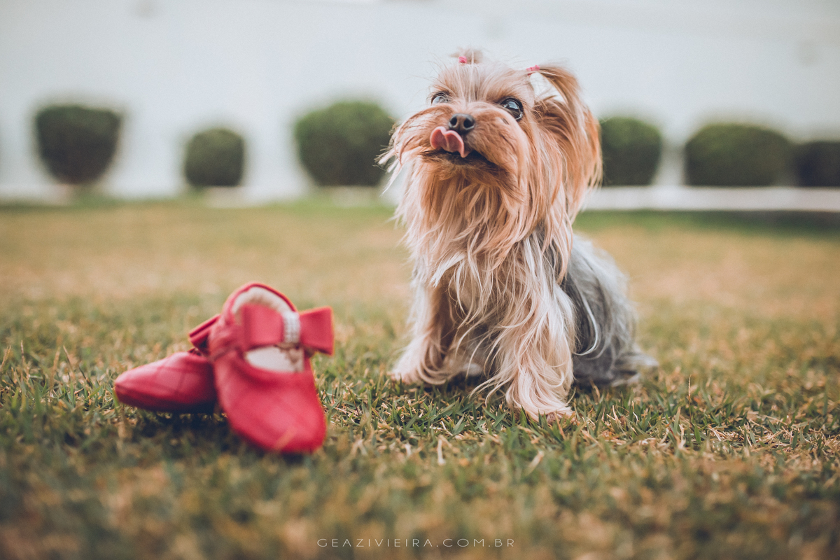 cachorrinho com sapatinho de bebe