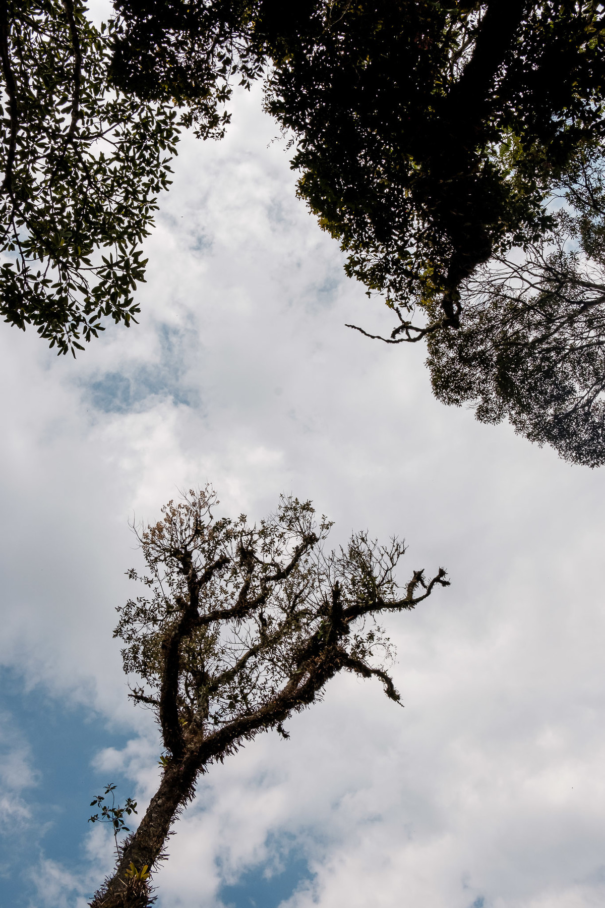céu azul da cidade de Gramado com nuvens e árvores