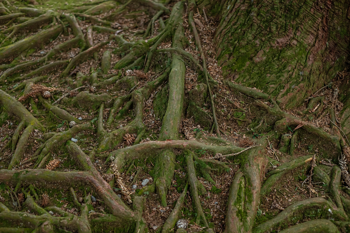 raízes das árvores na aldeia do papai noel