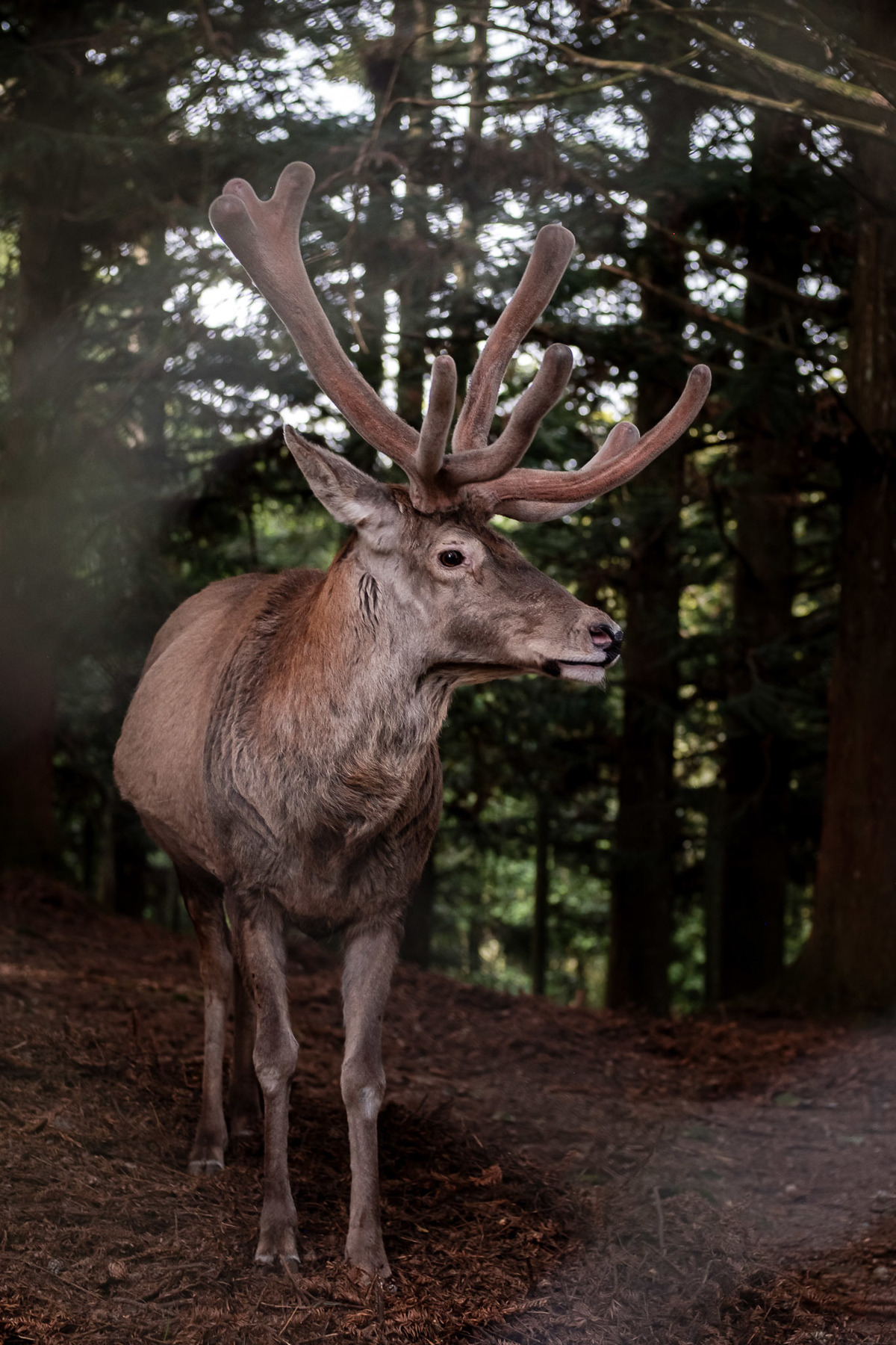 rena na aldeia do papai noel