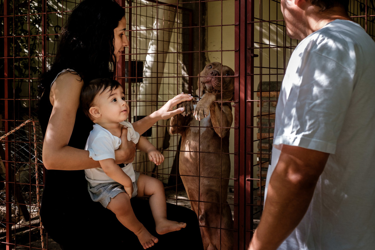 cachorros e criança