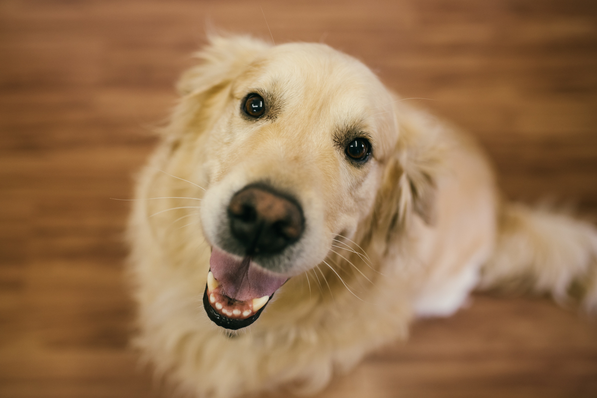 Golden Casamento Itu Santa Rita São Paulo