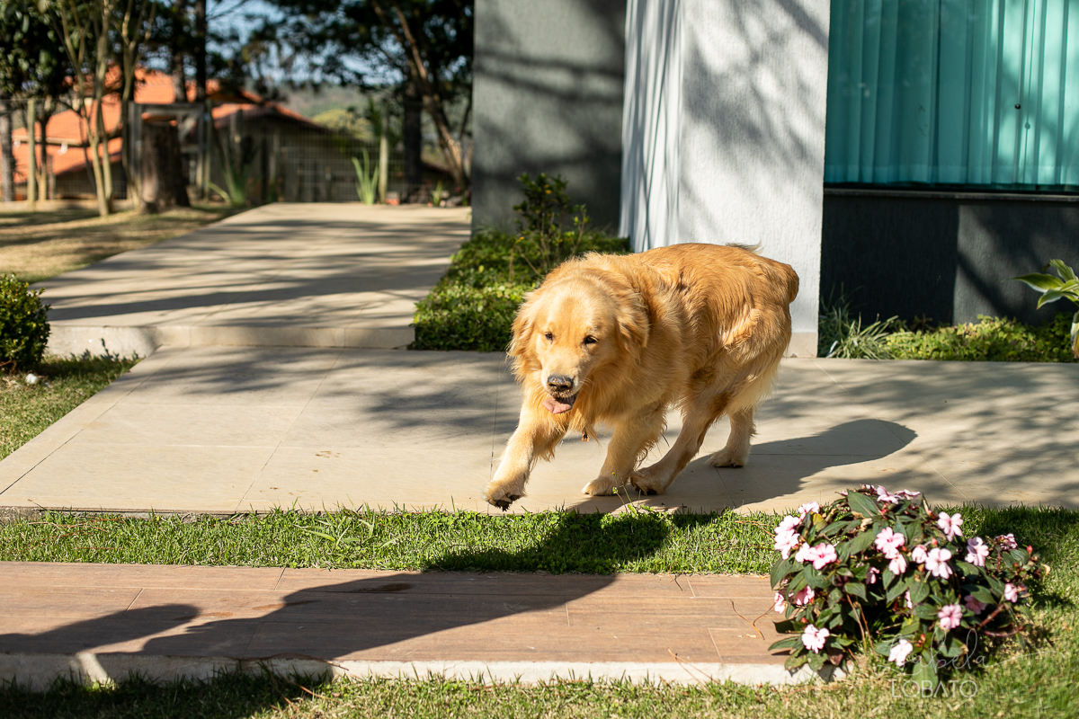 fotografa-de-familia-em-barbacena-isabela-lobato-fotografia-melhor-fotografa-de-barbacena-fotografa-de-bebes-estudio-fotografico-em-barbacena-melhor-fotografa-isabela-lobato-fotografia-ensaio-externo-de-familia-pet-labrador