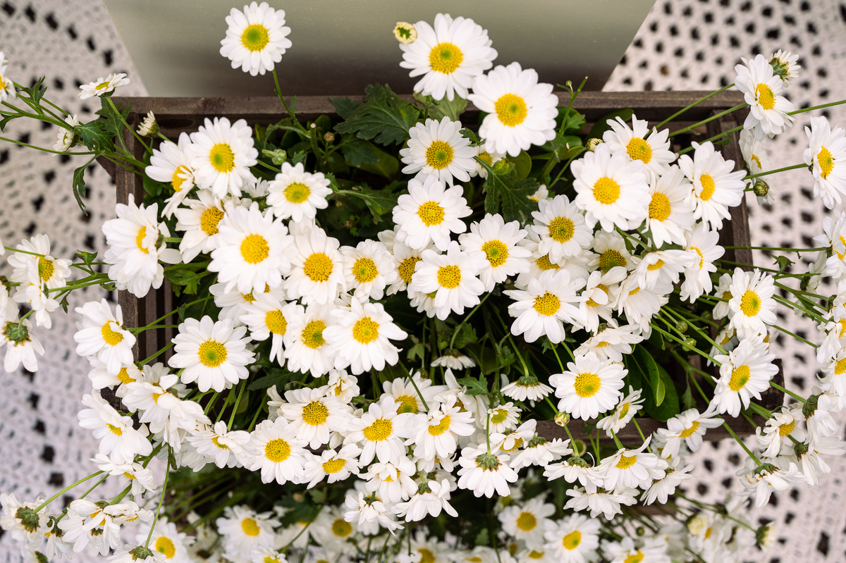 foto-para-aniversario-fotografo-de-aniversario-infantil-em-barbacena-fotografo-de-batizado-em-barbacena-fotografo-de-evento-infantil-em-barbacena-estudio-de-fotos-em-barbacena-isabela-lobato-fotografia