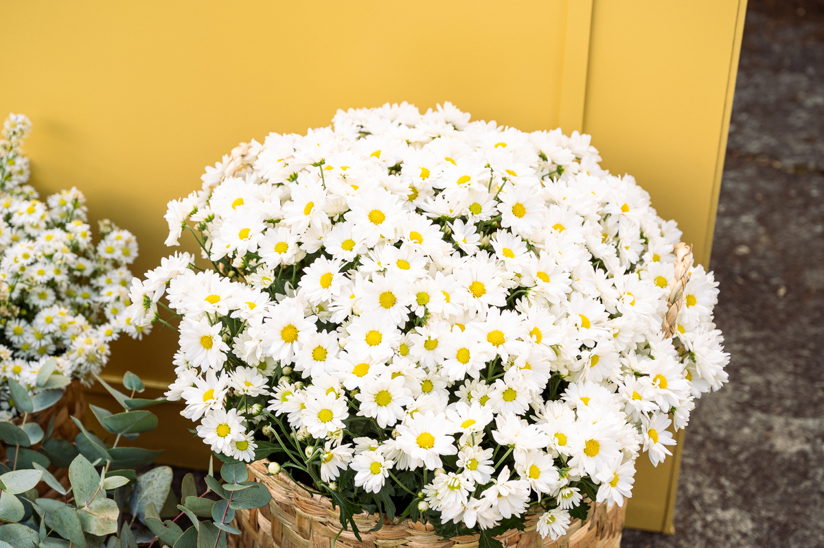 foto-para-aniversario-fotografo-de-aniversario-infantil-em-barbacena-fotografo-de-batizado-em-barbacena-fotografo-de-evento-infantil-em-barbacena-estudio-de-fotos-em-barbacena-isabela-lobato-fotografia