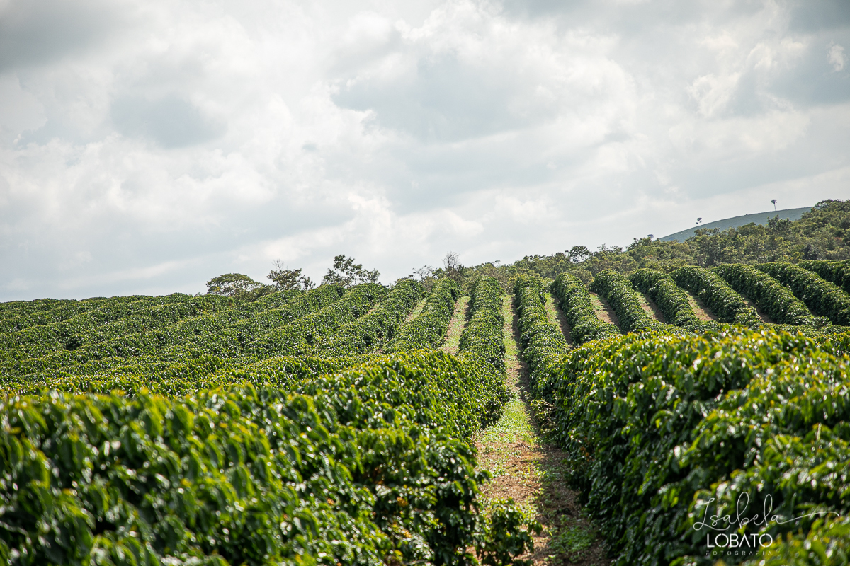 produçao-de-cafe-fotografia-de-cafe-dia-nacional-do-cafe-especial-santo-antonio-do-amparo-produçao-de-cafe-campo-das-vertentes-exportaçao-de-cafe