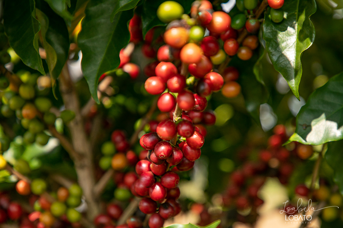 produçao-de-cafe-fotografia-de-cafe-dia-nacional-do-cafe-especial-santo-antonio-do-amparo-produçao-de-cafe-campo-das-vertentes-exportaçao-de-cafe