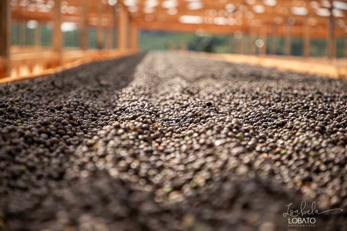produçao-de-cafe-fotografia-de-cafe-dia-nacional-do-cafe-especial-santo-antonio-do-amparo-produçao-de-cafe-campo-das-vertentes-exportaçao-de-cafe