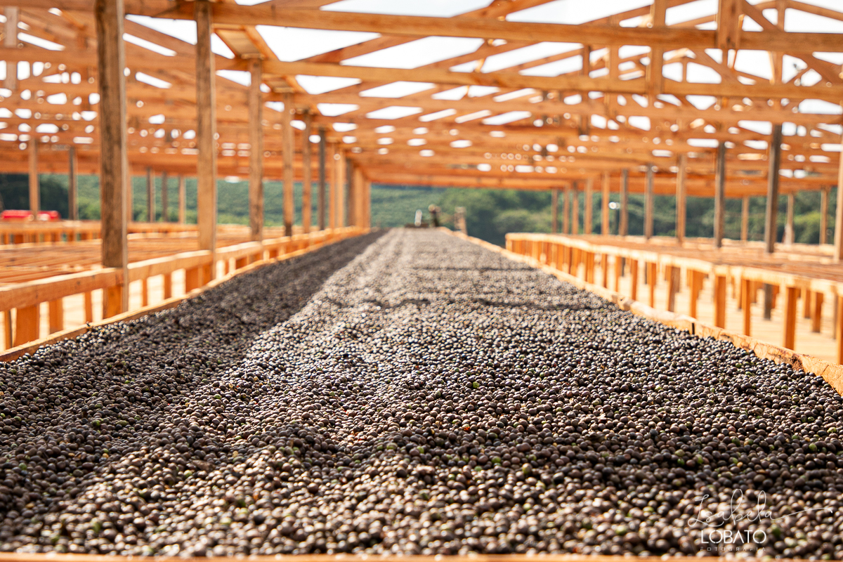 produçao-de-cafe-fotografia-de-cafe-dia-nacional-do-cafe-especial-santo-antonio-do-amparo-produçao-de-cafe-campo-das-vertentes-exportaçao-de-cafe