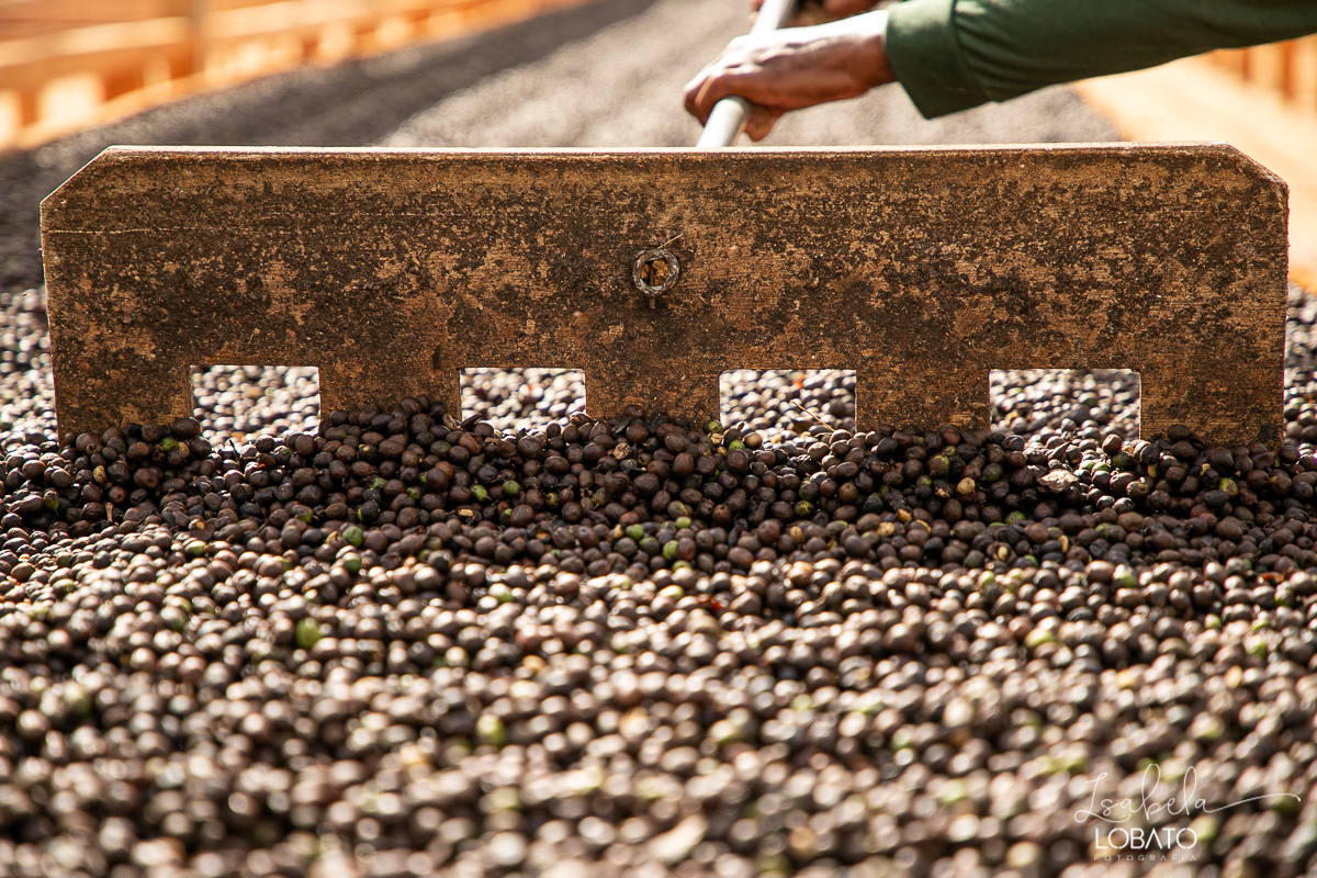 produçao-de-cafe-fotografia-de-cafe-dia-nacional-do-cafe-especial-santo-antonio-do-amparo-produçao-de-cafe-campo-das-vertentes-exportaçao-de-cafe