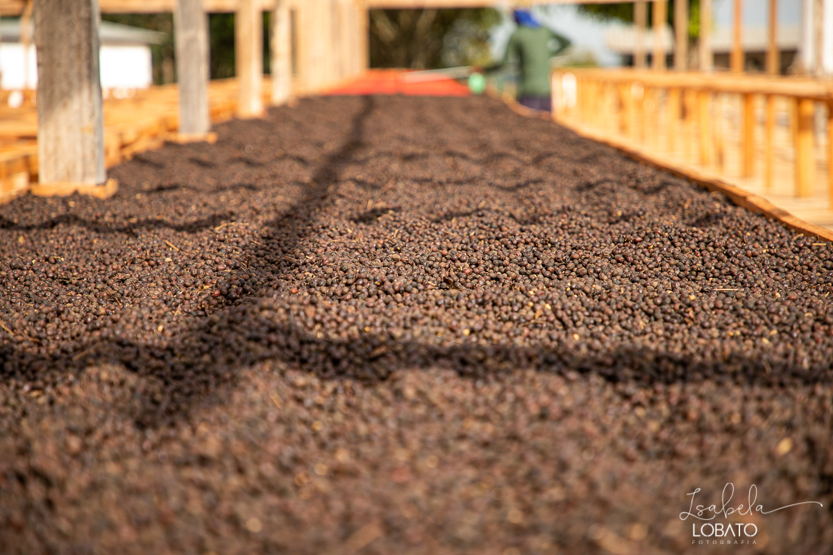 produçao-de-cafe-fotografia-de-cafe-dia-nacional-do-cafe-especial-santo-antonio-do-amparo-produçao-de-cafe-campo-das-vertentes-exportaçao-de-cafe