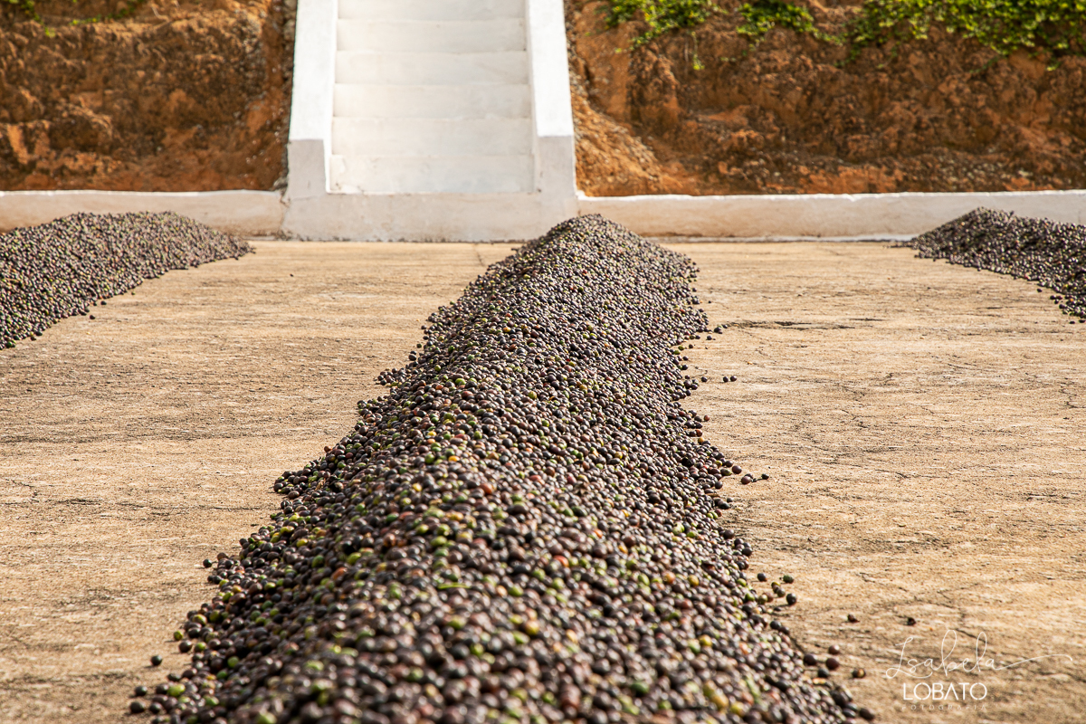 produçao-de-cafe-fotografia-de-cafe-dia-nacional-do-cafe-especial-santo-antonio-do-amparo-produçao-de-cafe-campo-das-vertentes-exportaçao-de-cafe