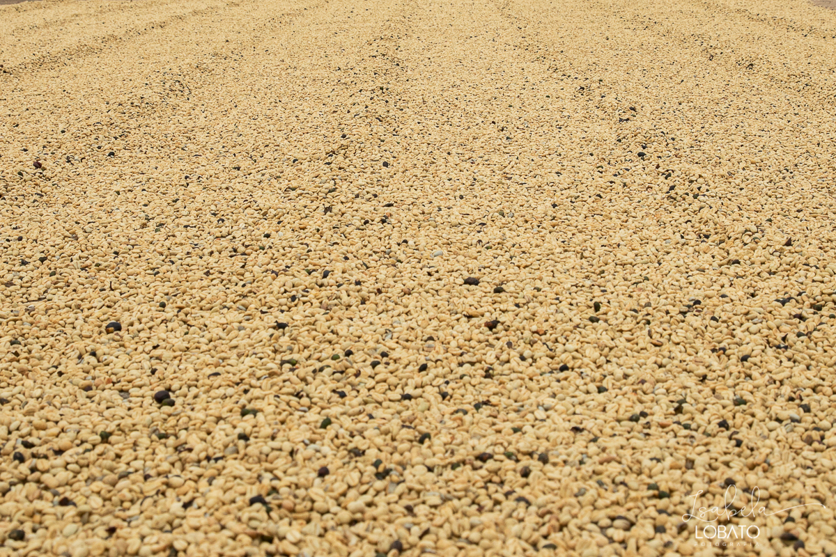 produçao-de-cafe-fotografia-de-cafe-dia-nacional-do-cafe-especial-santo-antonio-do-amparo-produçao-de-cafe-campo-das-vertentes-exportaçao-de-cafe