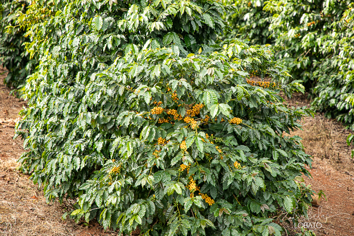 produçao-de-cafe-fotografia-de-cafe-dia-nacional-do-cafe-especial-santo-antonio-do-amparo-produçao-de-cafe-campo-das-vertentes-exportaçao-de-cafe