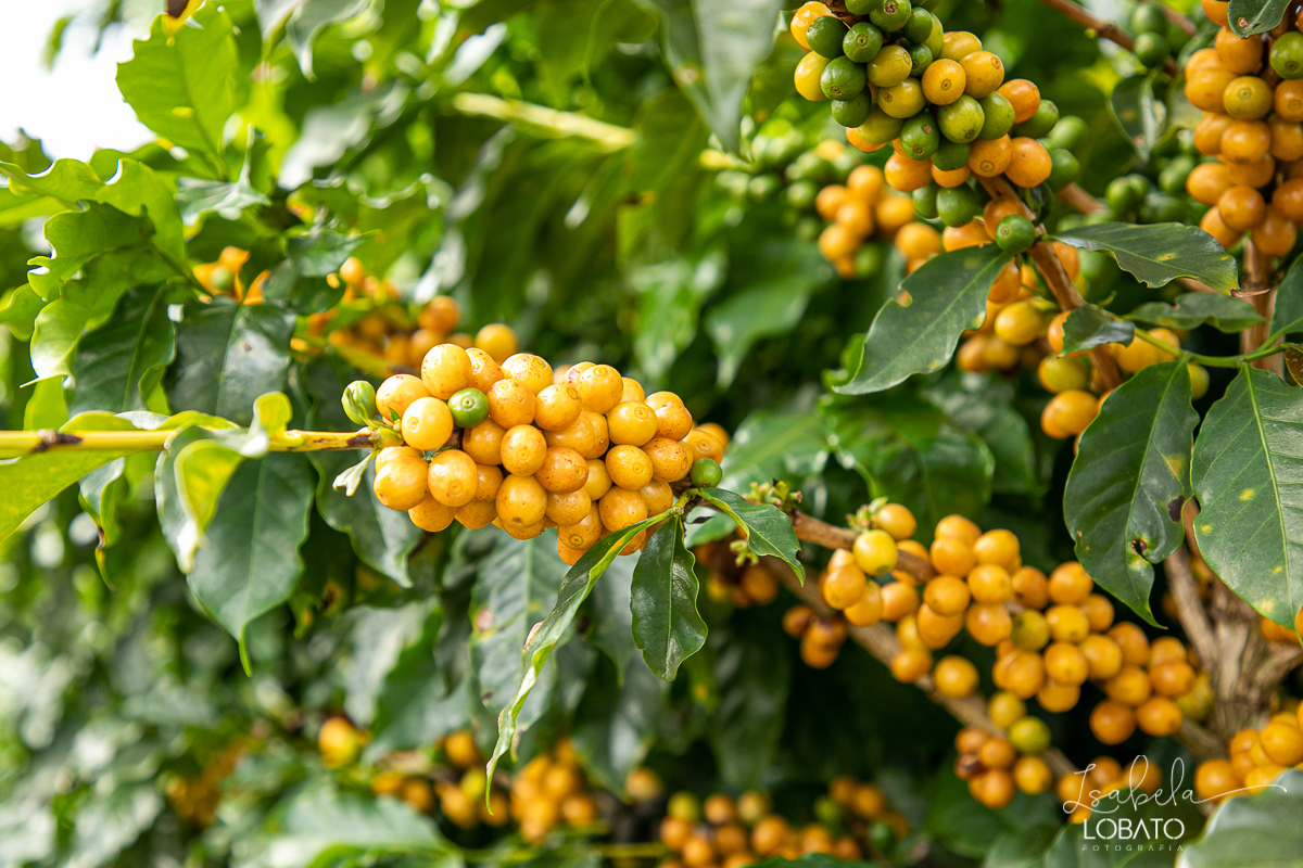 produçao-de-cafe-fotografia-de-cafe-dia-nacional-do-cafe-especial-santo-antonio-do-amparo-produçao-de-cafe-campo-das-vertentes-exportaçao-de-cafe