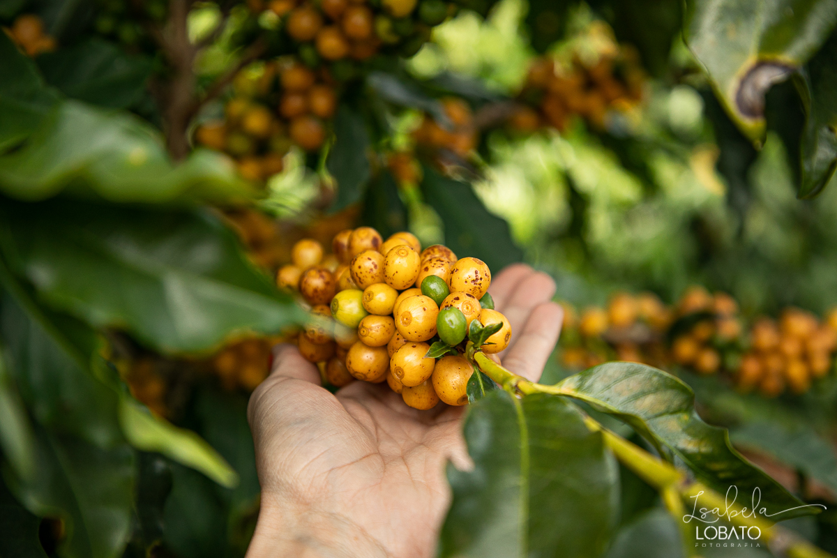 produçao-de-cafe-fotografia-de-cafe-dia-nacional-do-cafe-especial-santo-antonio-do-amparo-produçao-de-cafe-campo-das-vertentes-exportaçao-de-cafe