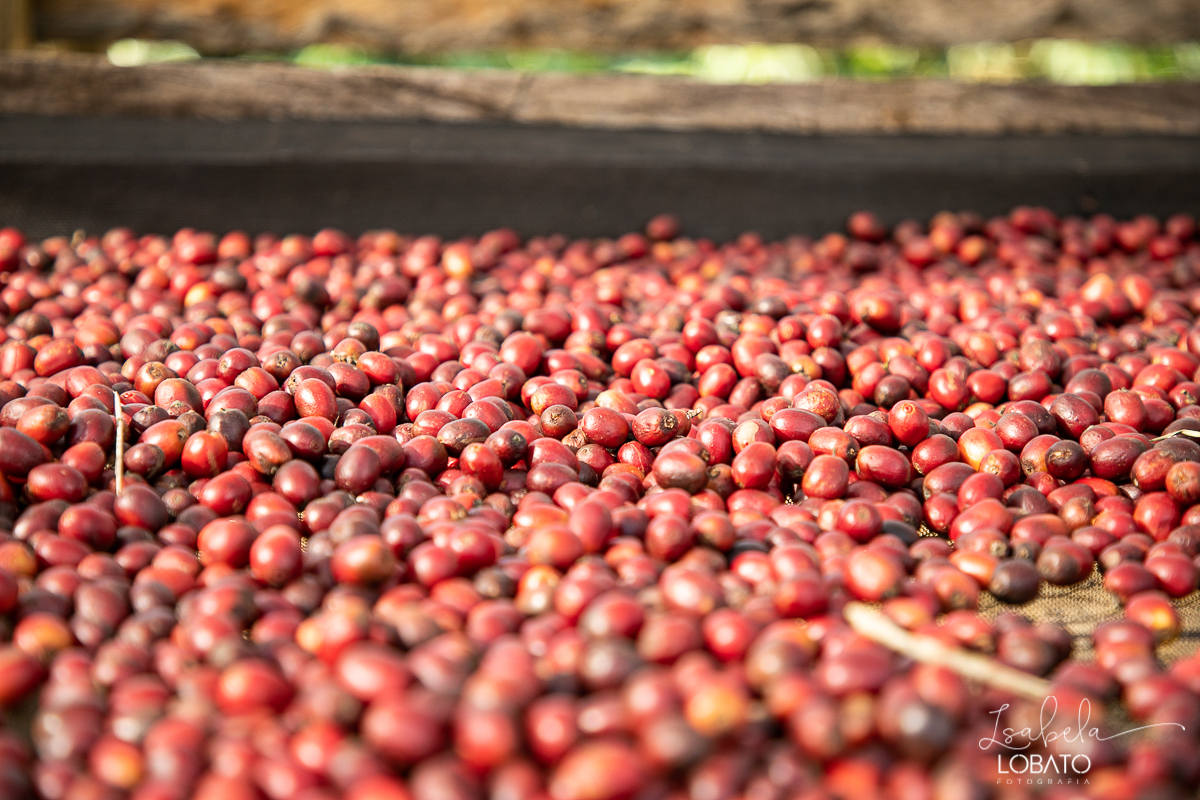 produçao-de-cafe-fotografia-de-cafe-dia-nacional-do-cafe-especial-santo-antonio-do-amparo-produçao-de-cafe-campo-das-vertentes-exportaçao-de-cafe