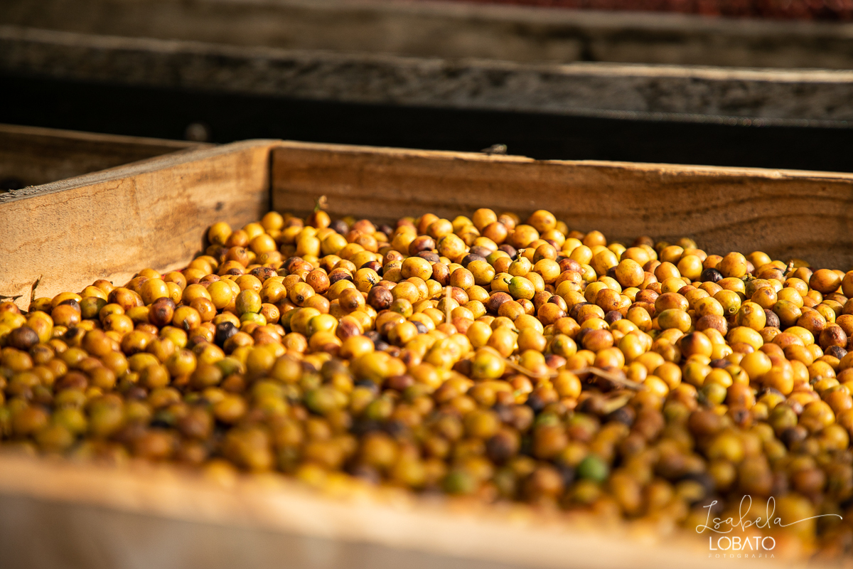 produçao-de-cafe-fotografia-de-cafe-dia-nacional-do-cafe-especial-santo-antonio-do-amparo-produçao-de-cafe-campo-das-vertentes-exportaçao-de-cafe