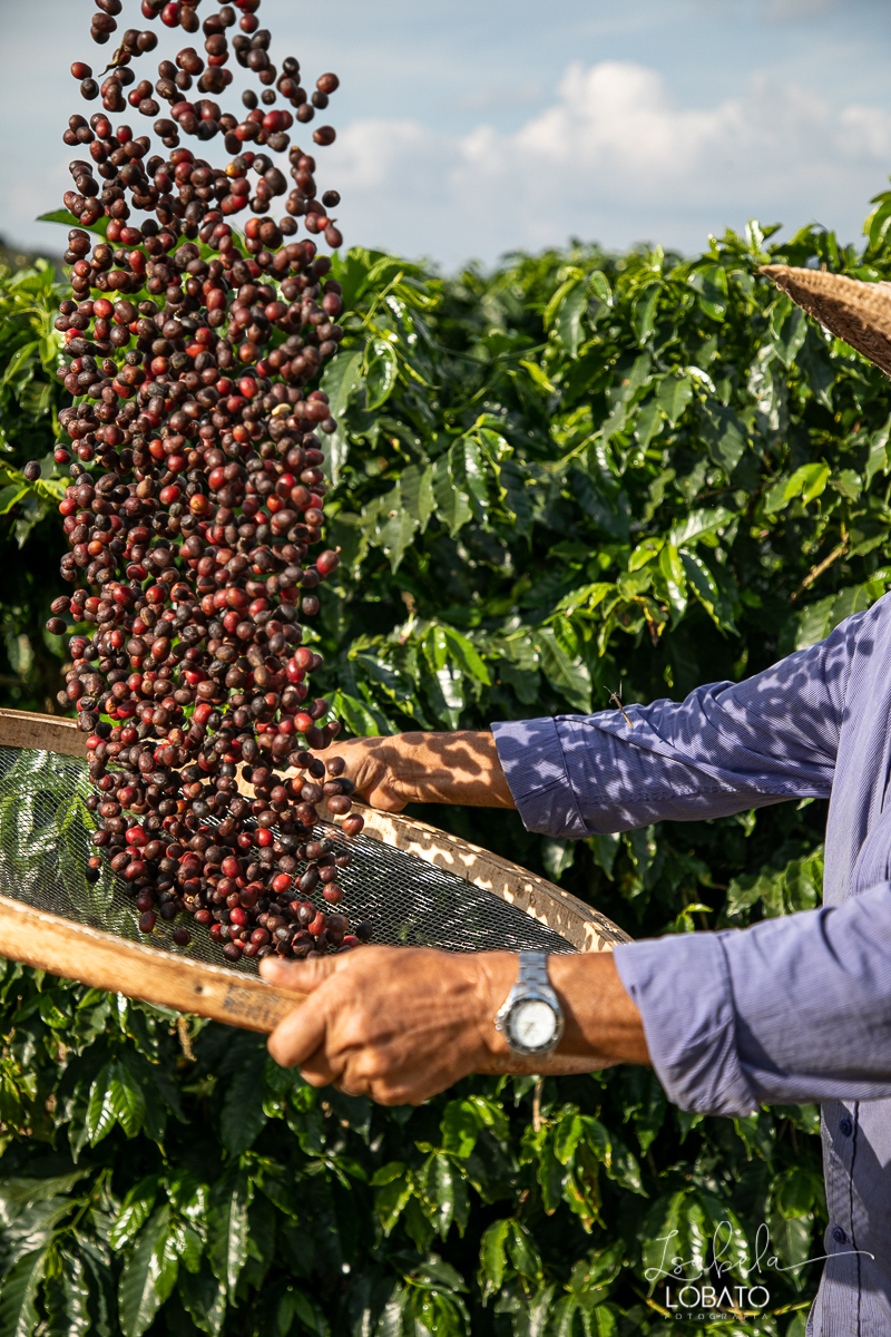 produçao-de-cafe-fotografia-de-cafe-dia-nacional-do-cafe-especial-santo-antonio-do-amparo-produçao-de-cafe-campo-das-vertentes-exportaçao-de-cafe