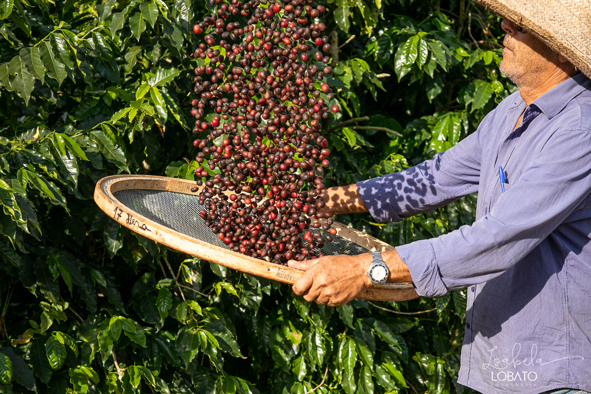 produçao-de-cafe-fotografia-de-cafe-dia-nacional-do-cafe-especial-santo-antonio-do-amparo-produçao-de-cafe-campo-das-vertentes-exportaçao-de-cafe