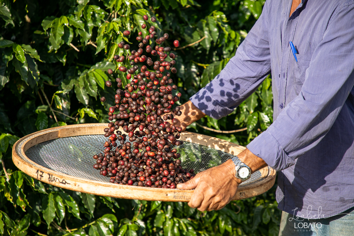 produçao-de-cafe-fotografia-de-cafe-dia-nacional-do-cafe-especial-santo-antonio-do-amparo-produçao-de-cafe-campo-das-vertentes-exportaçao-de-cafe