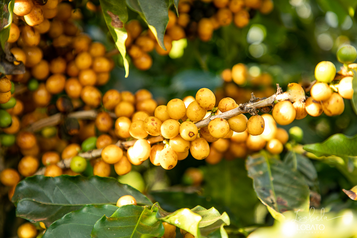 produçao-de-cafe-fotografia-de-cafe-dia-nacional-do-cafe-especial-santo-antonio-do-amparo-produçao-de-cafe-campo-das-vertentes-exportaçao-de-cafe