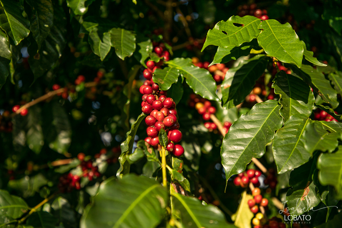 produçao-de-cafe-fotografia-de-cafe-dia-nacional-do-cafe-especial-santo-antonio-do-amparo-produçao-de-cafe-campo-das-vertentes-exportaçao-de-cafe