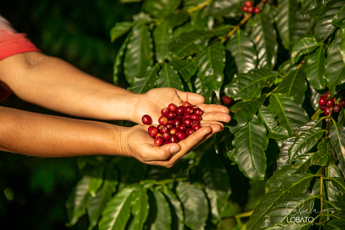 produçao-de-cafe-fotografia-de-cafe-dia-nacional-do-cafe-especial-santo-antonio-do-amparo-produçao-de-cafe-campo-das-vertentes-exportaçao-de-cafe
