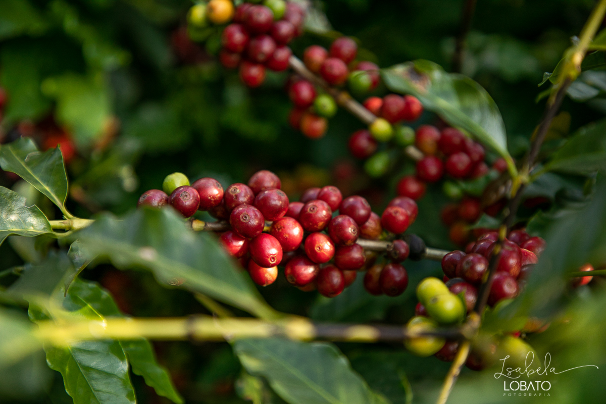 produçao-de-cafe-fotografia-de-cafe-dia-nacional-do-cafe-especial-santo-antonio-do-amparo-produçao-de-cafe-campo-das-vertentes-exportaçao-de-cafe