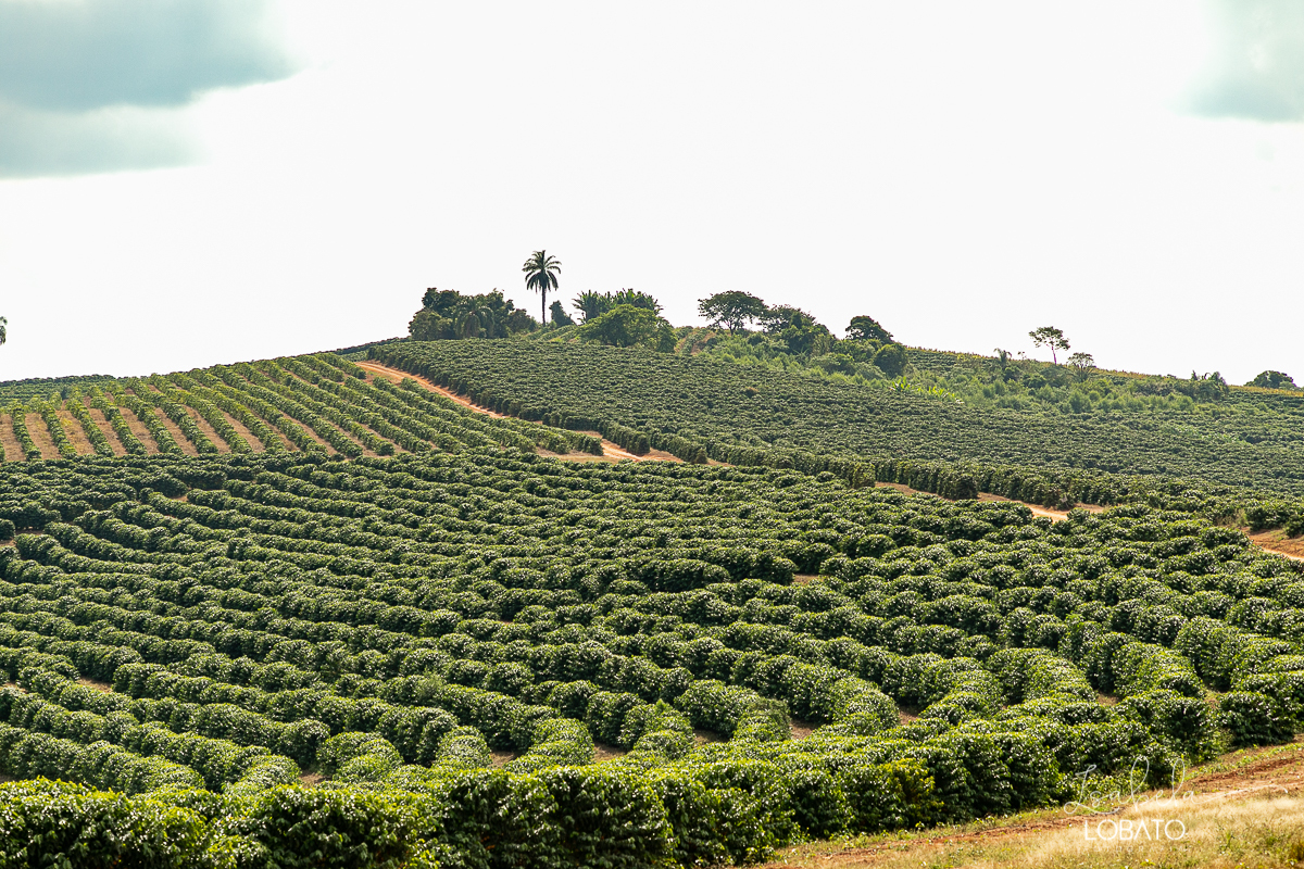 produçao-de-cafe-fotografia-de-cafe-dia-nacional-do-cafe-especial-santo-antonio-do-amparo-produçao-de-cafe-campo-das-vertentes-exportaçao-de-cafe