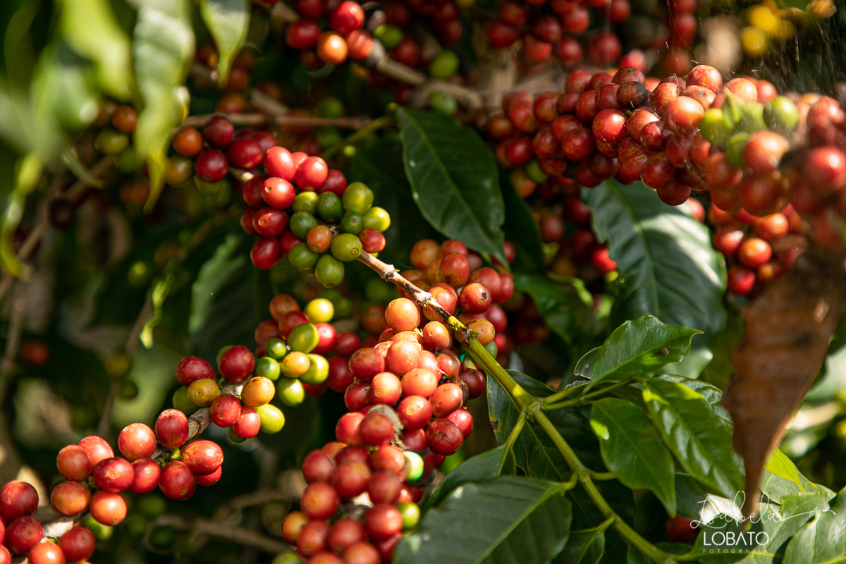 produçao-de-cafe-fotografia-de-cafe-dia-nacional-do-cafe-especial-santo-antonio-do-amparo-produçao-de-cafe-campo-das-vertentes-exportaçao-de-cafe