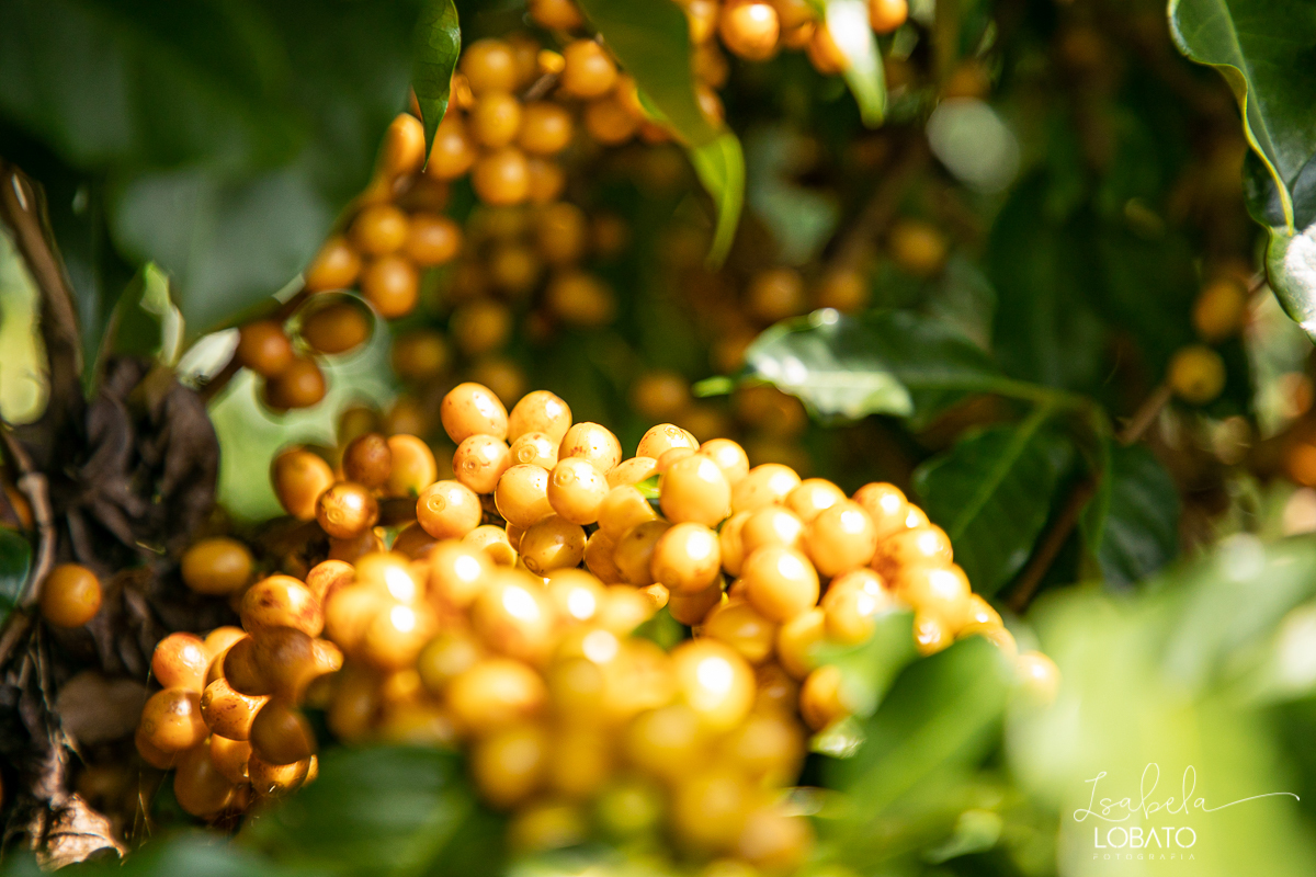 produçao-de-cafe-fotografia-de-cafe-dia-nacional-do-cafe-especial-santo-antonio-do-amparo-produçao-de-cafe-campo-das-vertentes-exportaçao-de-cafe