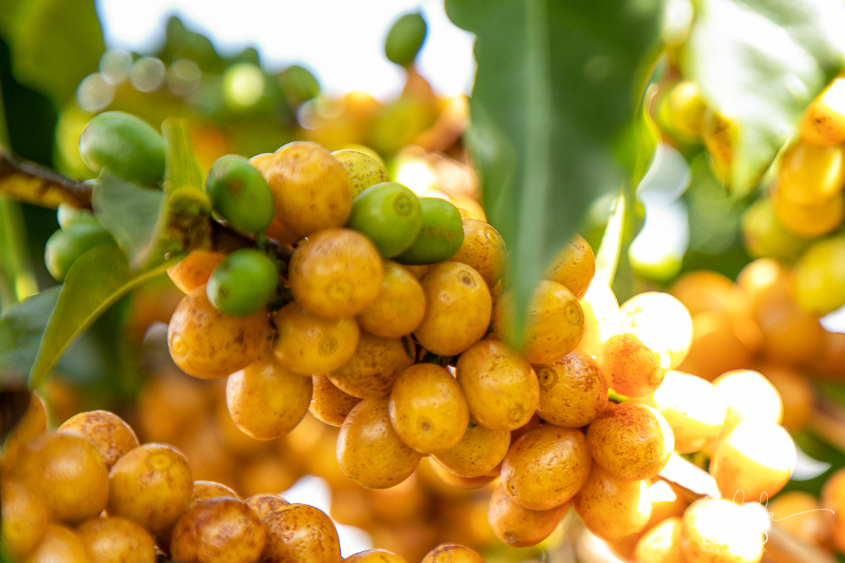 produçao-de-cafe-fotografia-de-cafe-dia-nacional-do-cafe-especial-santo-antonio-do-amparo-produçao-de-cafe-campo-das-vertentes-exportaçao-de-cafe