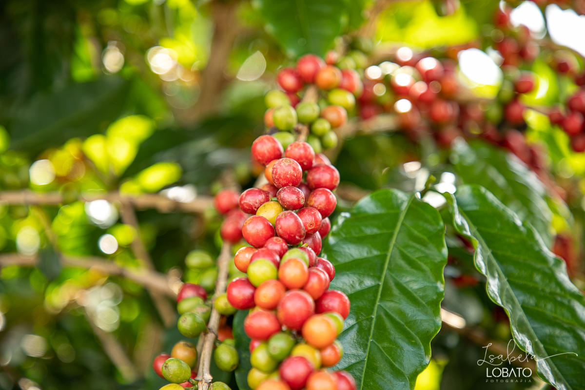 produçao-de-cafe-fotografia-de-cafe-dia-nacional-do-cafe-especial-santo-antonio-do-amparo-produçao-de-cafe-campo-das-vertentes-exportaçao-de-cafe