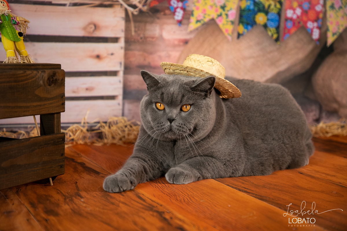 festa-junina-2019-ensio-fotografico-junino-fotografia-infantil-barbacena-fotografa-em-barbacena-estudio-fotografico-isabela-lobato