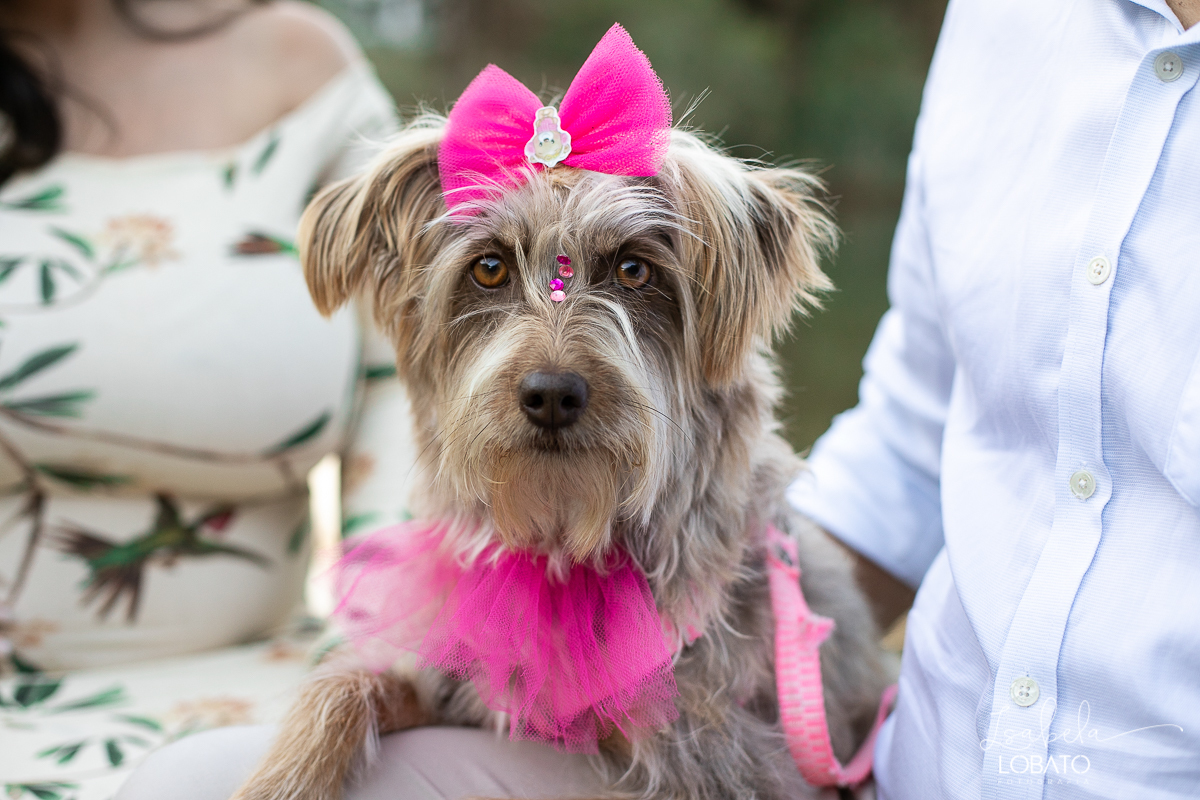 ensaio-gestante-pregnant-photography-pregnant-pregnantlifestyle-gestante-luznatural-mundorosa-lifestyle-irmao-pet-budogfrances-canon-5d-markiv-isabela-lobato-fotografia-melhor-fotografa-de-gestante-de-barbacena-roupa-de-gestante-estudio-de-fotografia-bq