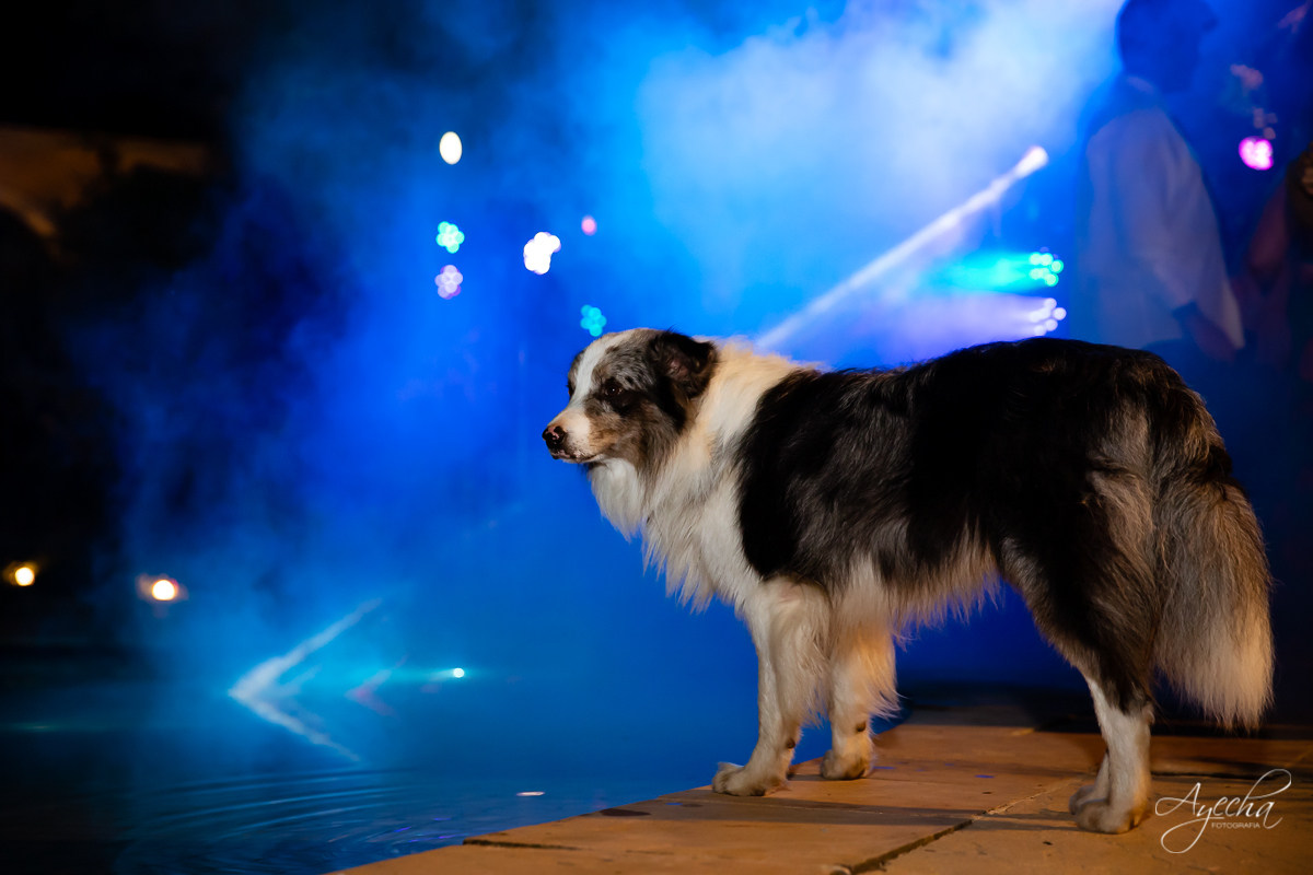 Noivos Curitiba; Chácara cinco elementos; Casamento São José dos Pinhais; Casamento dos sonhos; Fotografa de casamento; Casamentos Curitiba; Festa de casamento; Cerimonia religiosa; Cerimonia ar livre; Vestido de noiva;  mascote; cerimonial;