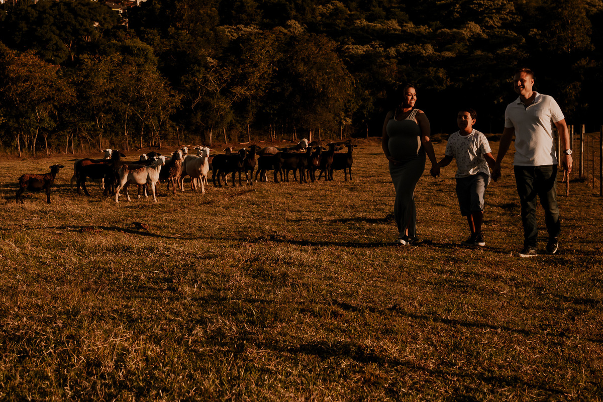 família caminhando no campo, ovelhas olhando ao fundo