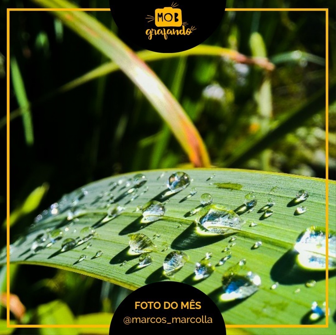 Gotinhas. Foto feita por Marcos Marçolla usando o Nokia Lumia 830 em Contagem, Minas Gerais. Foi destaque do mês de janeiro do ano de 2018 no Mobgrafando com 120 curtidas.