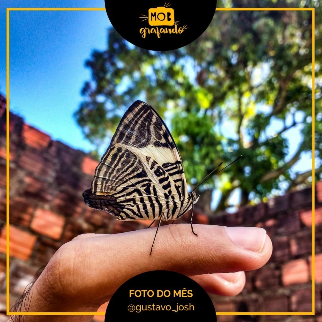 Borboleta pousada na mão. Foto feita por Gustavo Joshua usando o Motorola Moto G3 em Olinda, Pernambuco. Foi destaque do mês de maio do ano de 2018 no Mobgrafando com 168 curtidas.