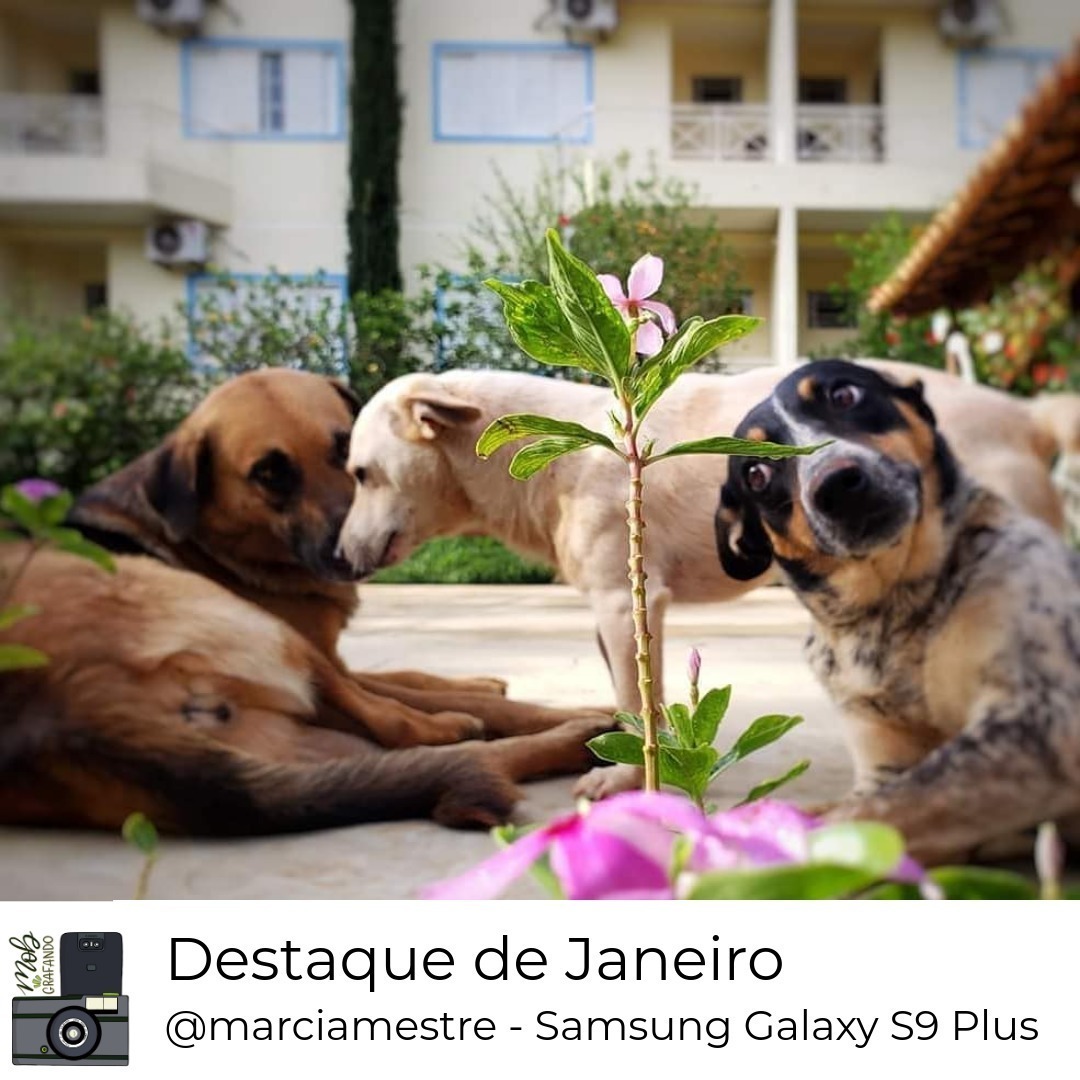Cães brincalhões. Foto feita por Marcia Mestre usando o Samsung Galaxy S9 Plus em São Roque de Minas, Minas Gerais. Foi destaque do mês de janeiro do ano de 2020 no Mobgrafando com 464 curtidas. 